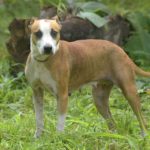 dog rescue