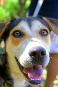 Sally Rescue Dog