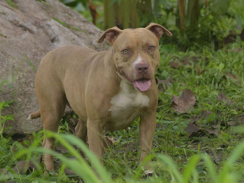 Cinnamon - Adopted