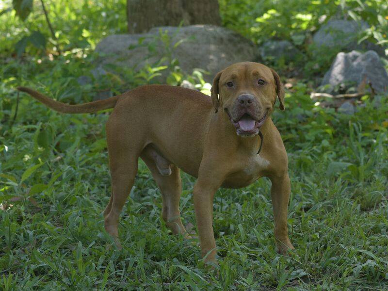 Godoy has been adopted