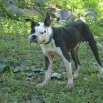 Lorenzo - Ready for Adoption