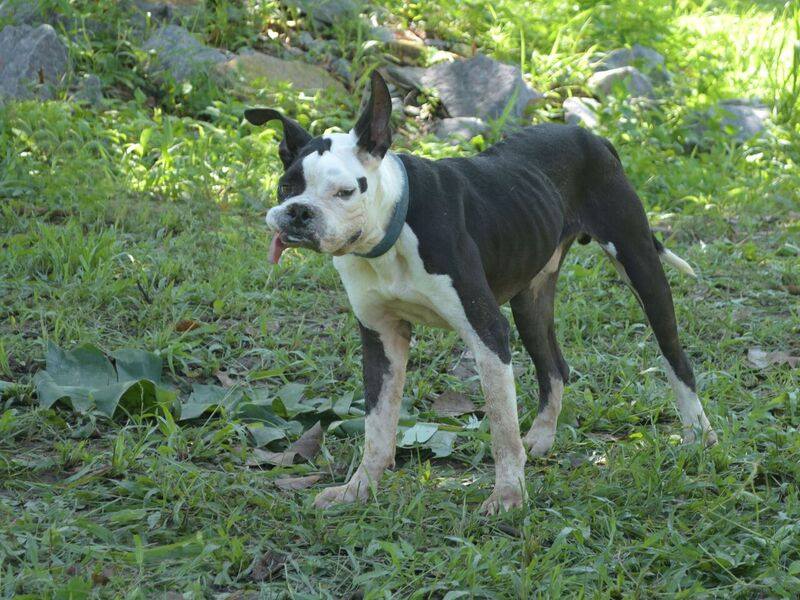 Lorenzo - Adopted